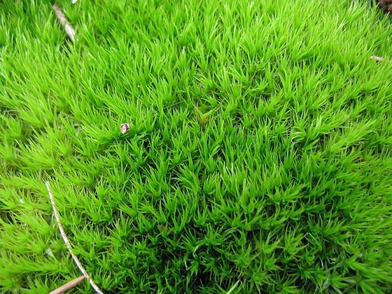 belogradchik_ch 021.jpg