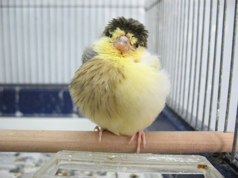 yellow-canaryopt.jpg